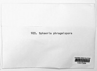 Sphaeria phragmispora image